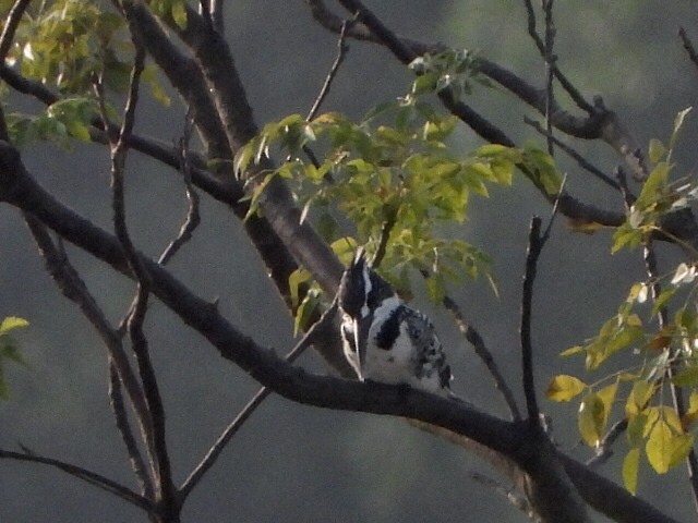 ヒメヤマセミ - ML646511655