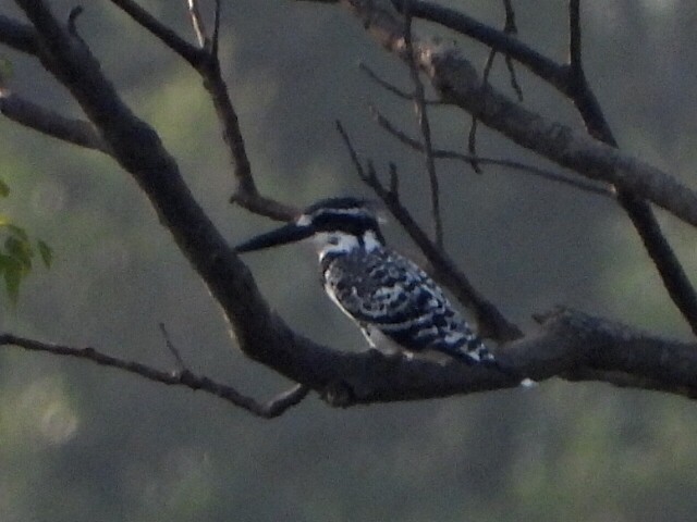 ヒメヤマセミ - ML646511656