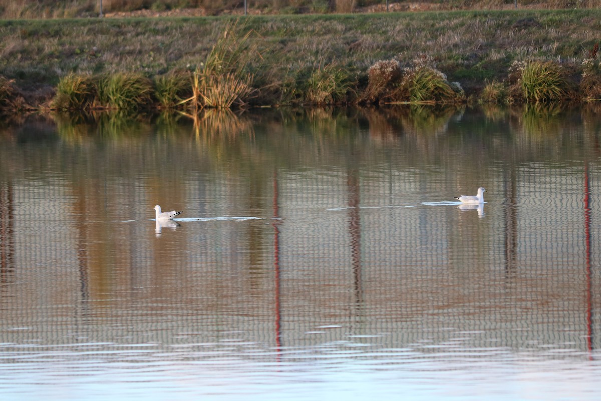 Ring-billed Gull - ML646511657