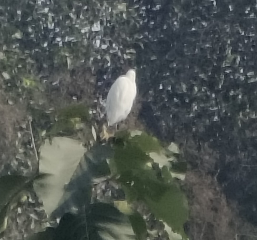 Héron de Coromandel - ML646511658