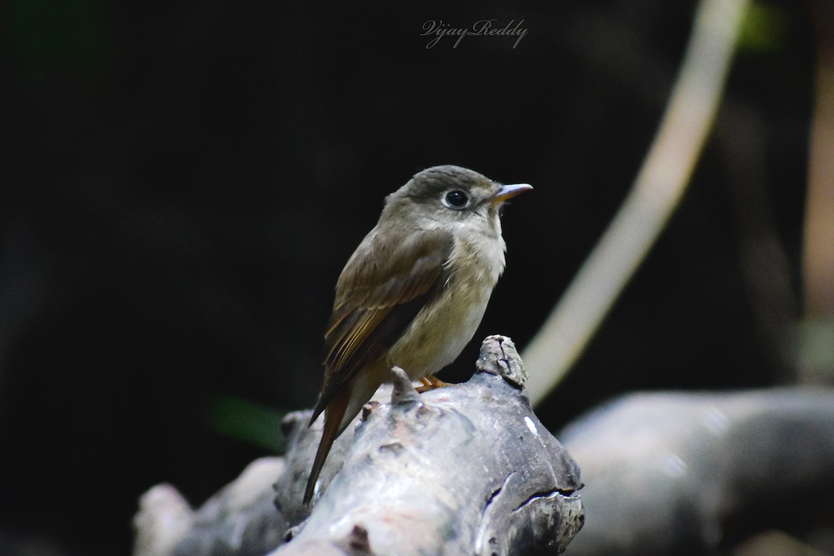 Brown-breasted Flycatcher - ML646511663