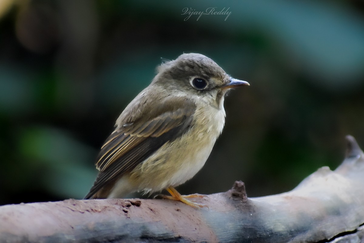 Brown-breasted Flycatcher - ML646511664