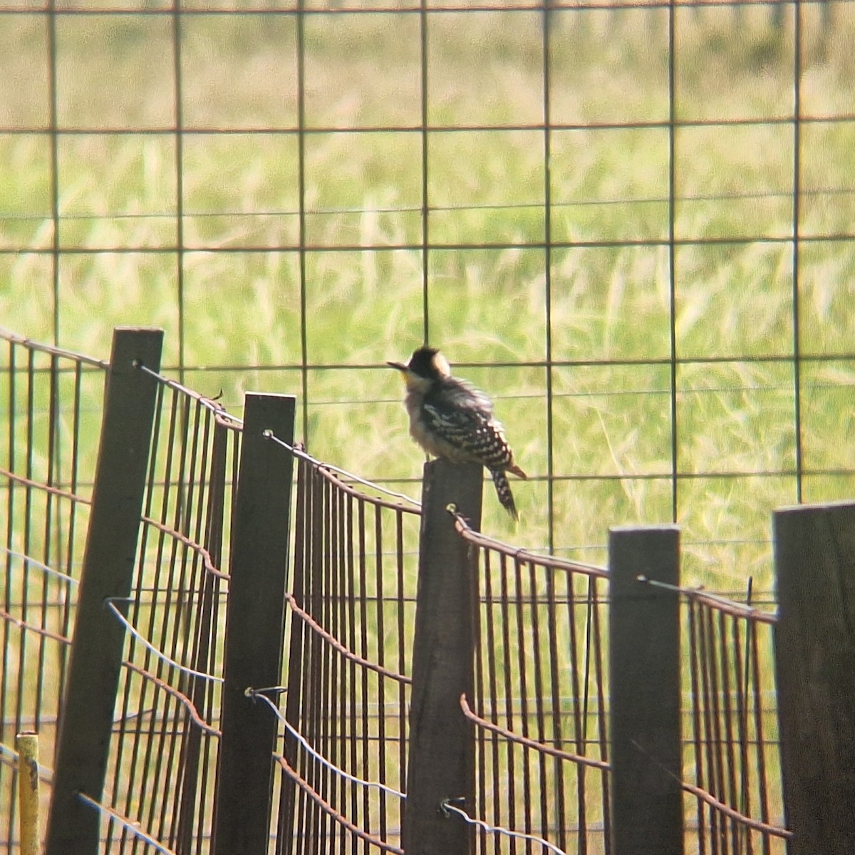 White-fronted Woodpecker - ML646511665