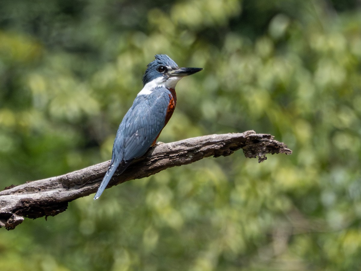 Ringed Kingfisher - ML646511667