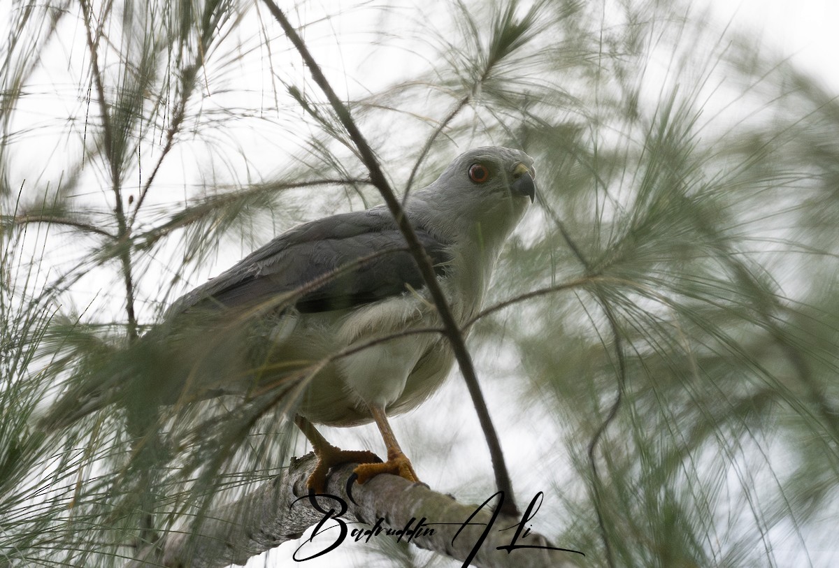 Nicobar Sparrowhawk - ML646511668