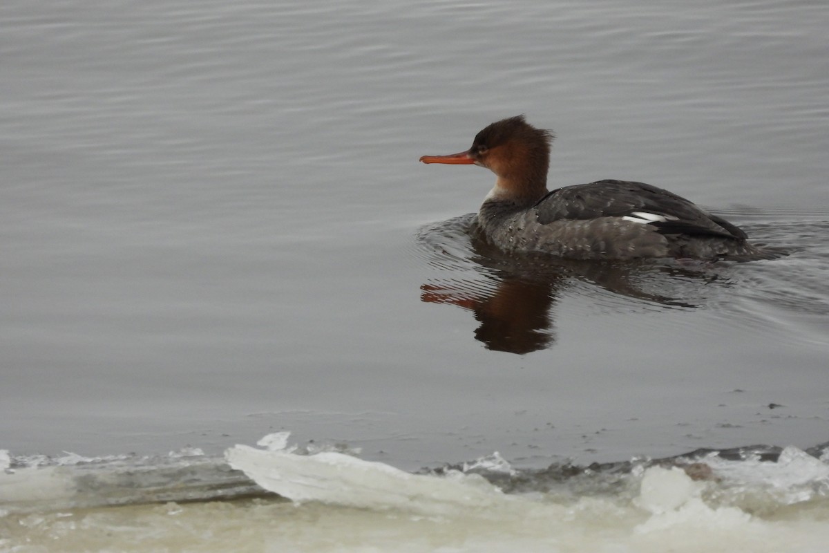 紅胸秋沙 - ML646511674