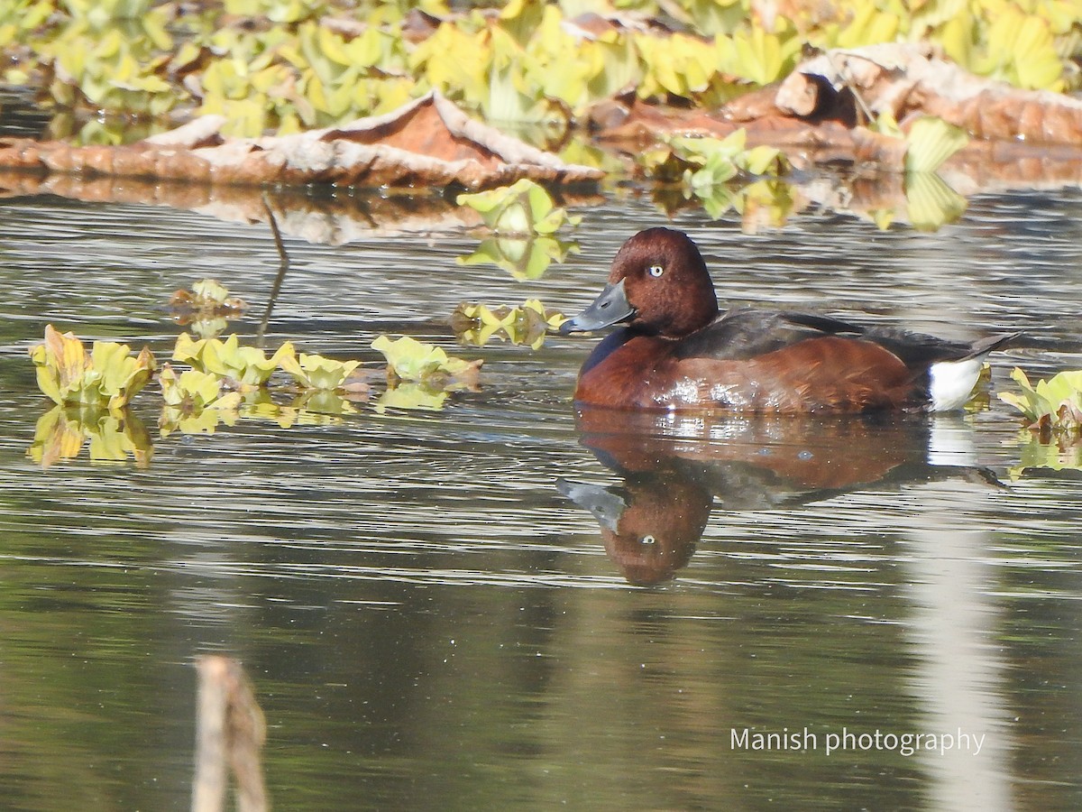 Pasbaş Patka - ML646511678