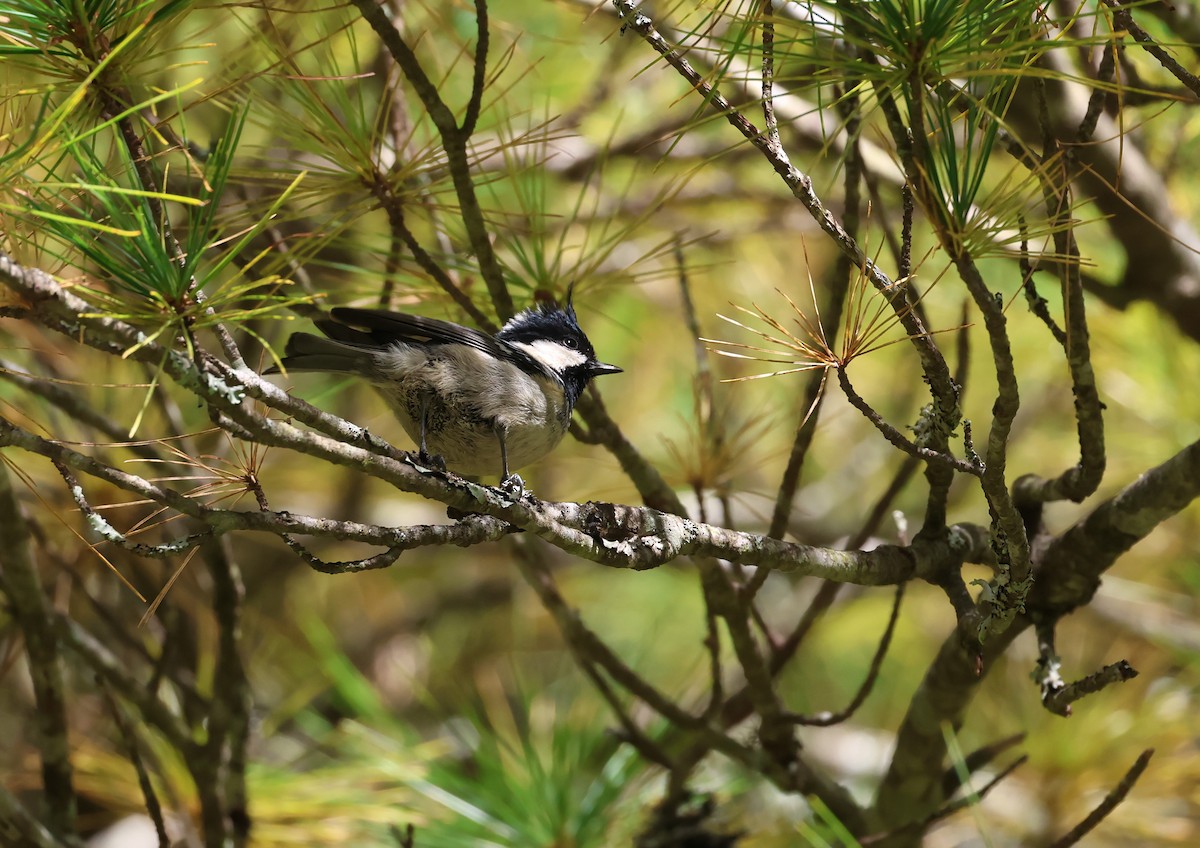 煤山雀 - ML646511695