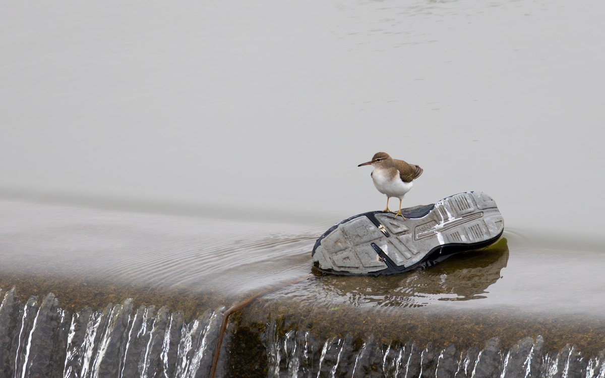 Spotted Sandpiper - ML646511699