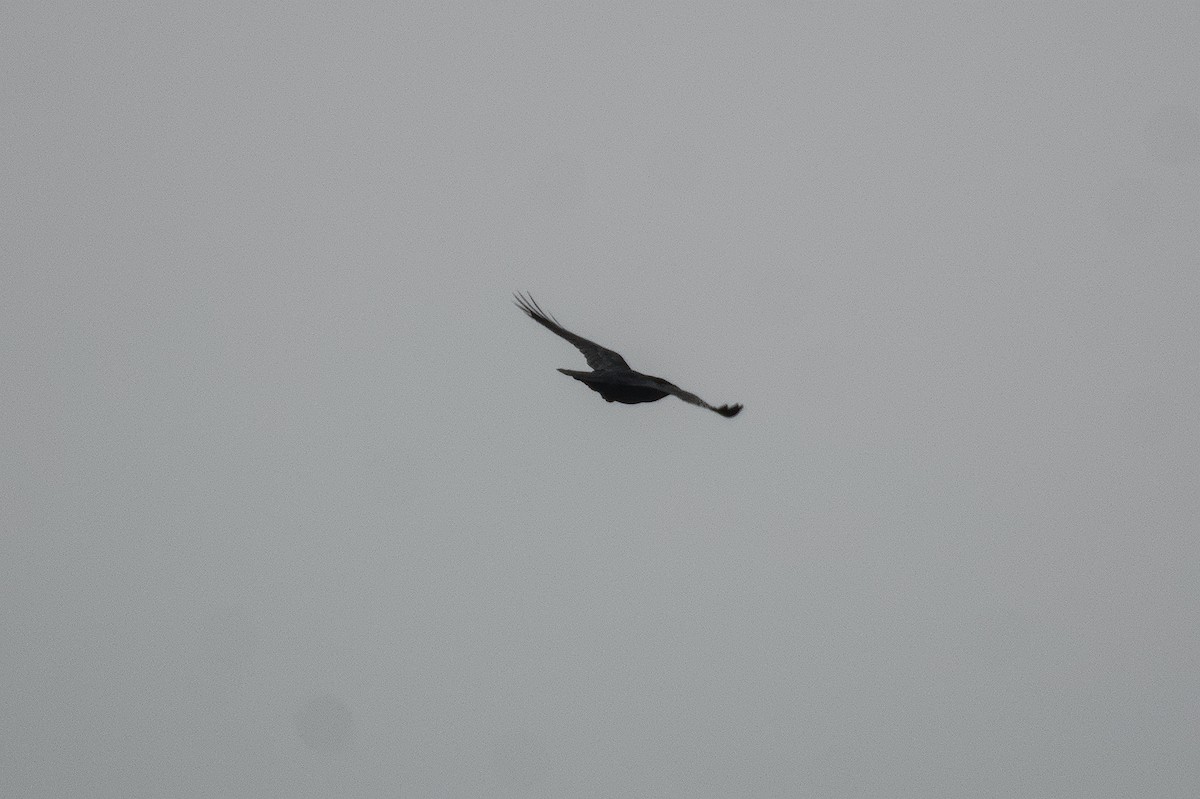 Kolkrabe - ML646511710