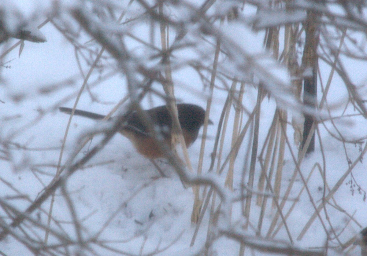 Eastern Towhee - ML646511711