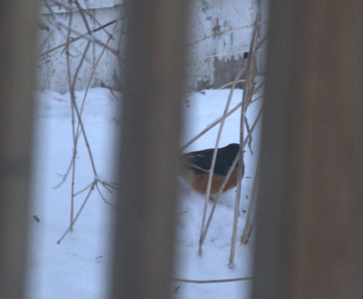 Eastern Towhee - ML646511712