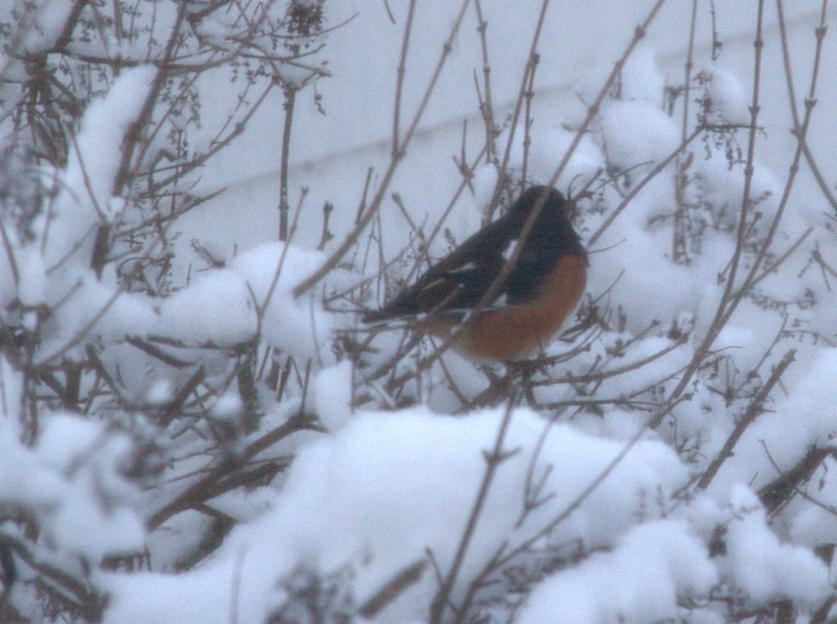 Eastern Towhee - ML646511713
