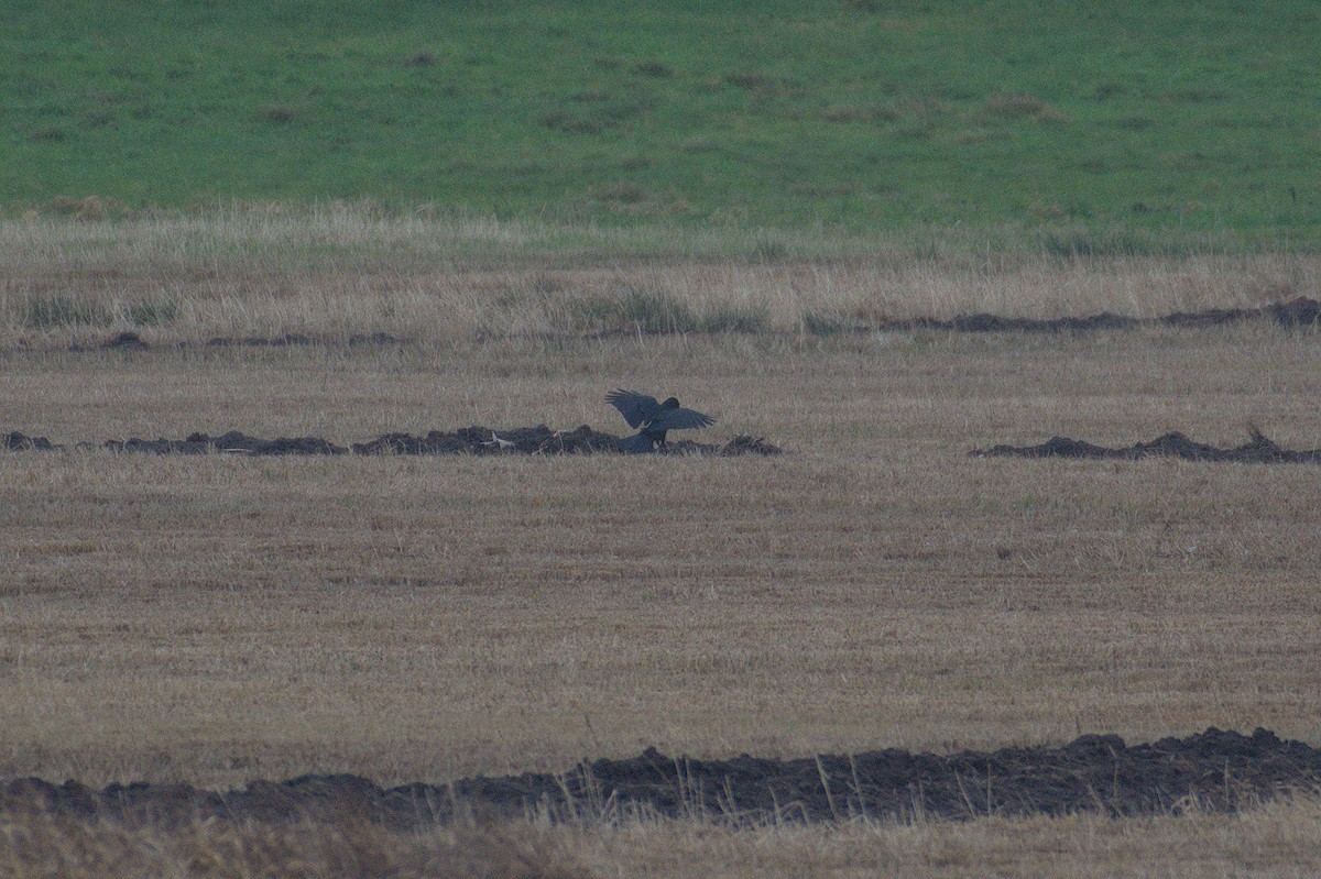 Kolkrabe - ML646511715