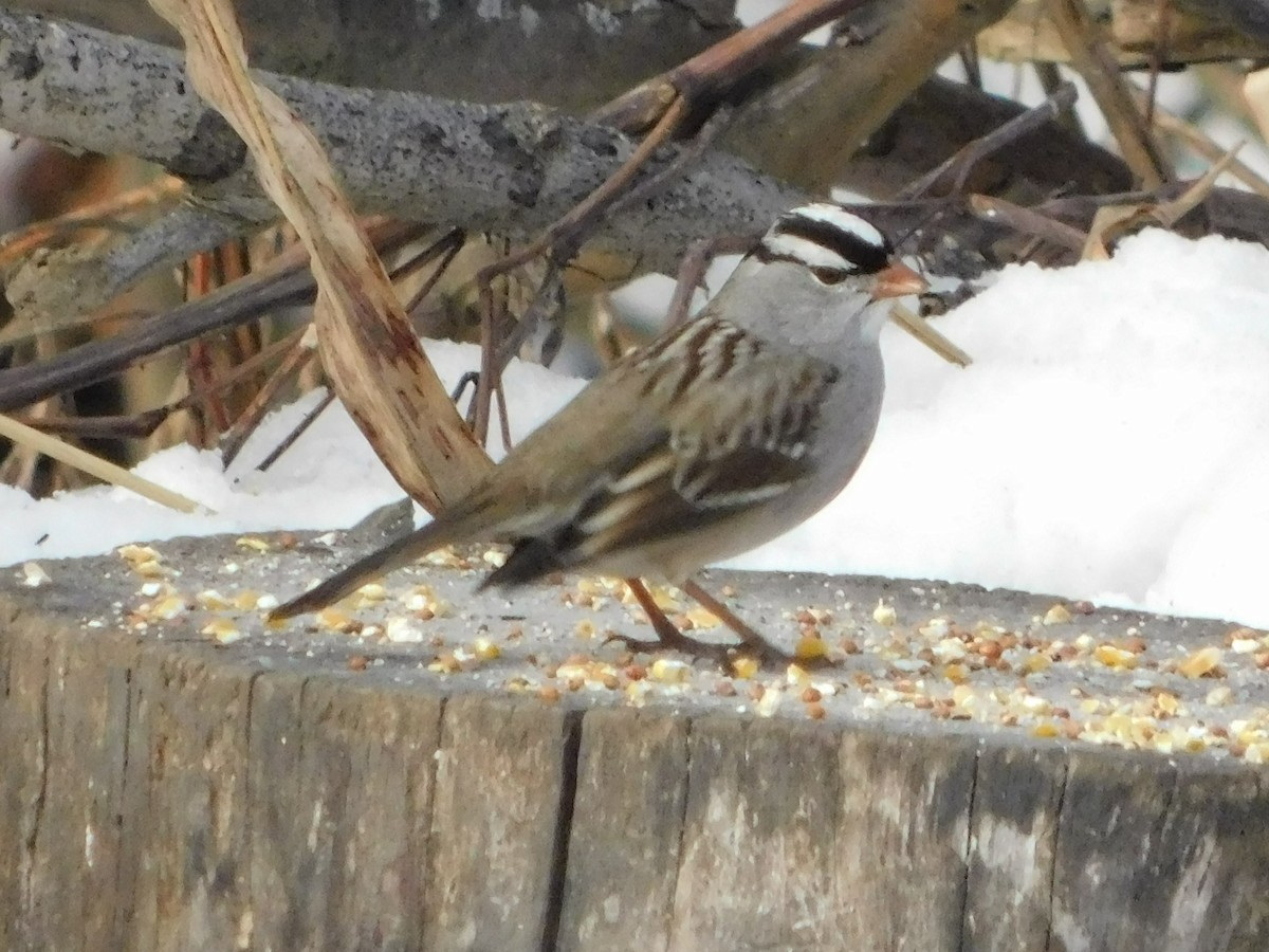 White-crowned Sparrow (leucophrys) - ML646511716