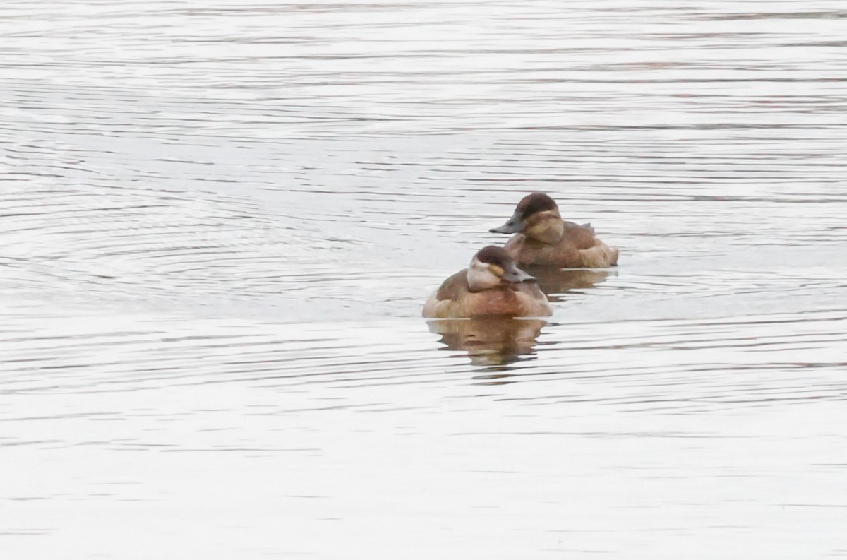 アカオタテガモ - ML646511719