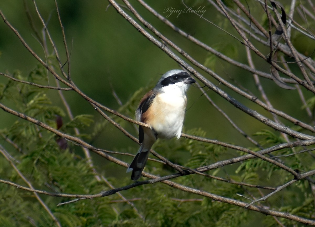 Bay-backed Shrike - ML646511723
