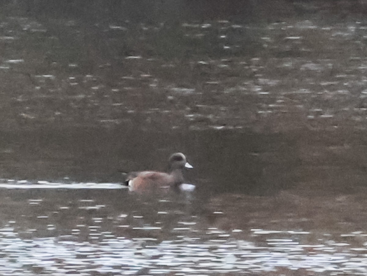 American Wigeon - ML646511724