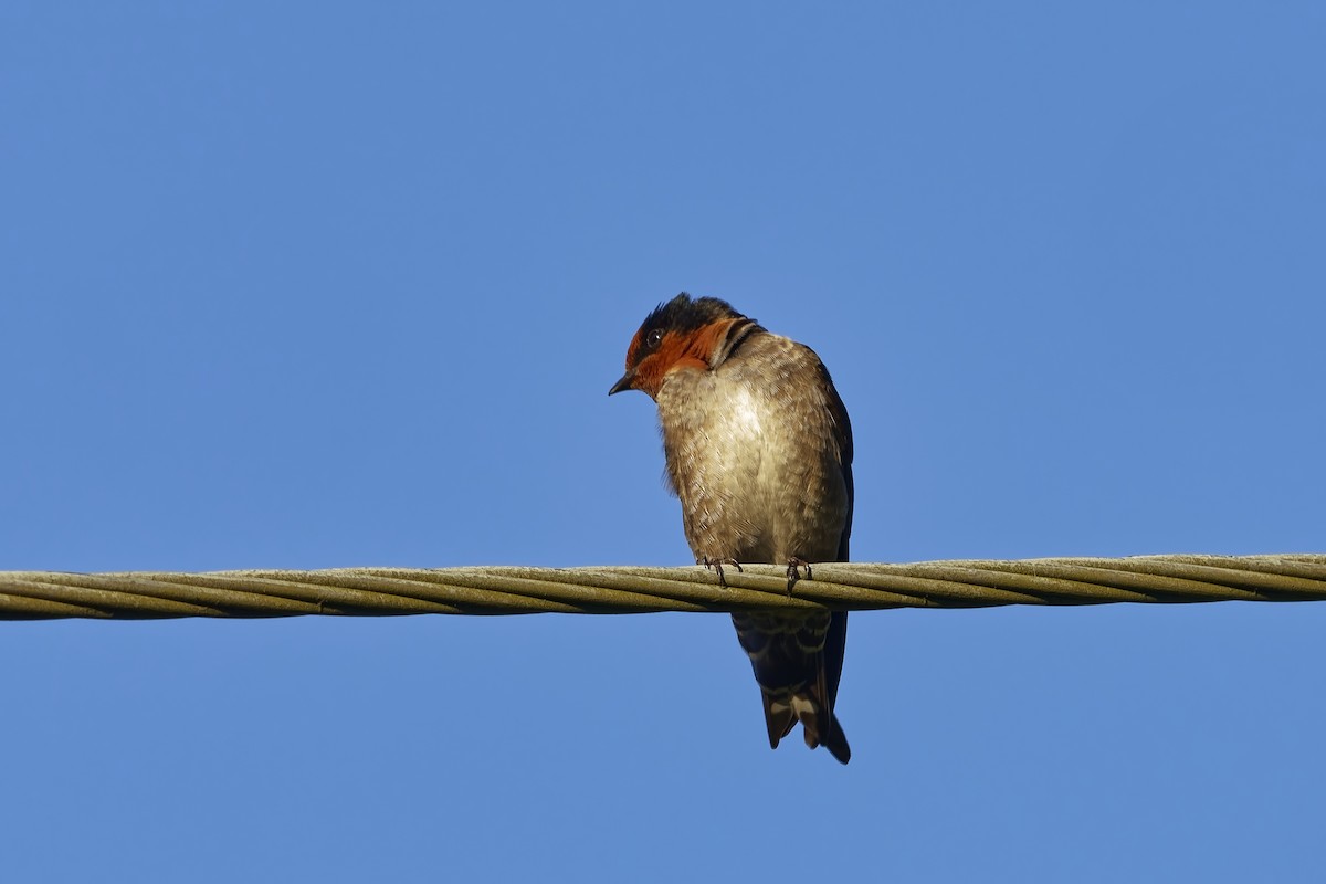 Hill Swallow - ML646511725