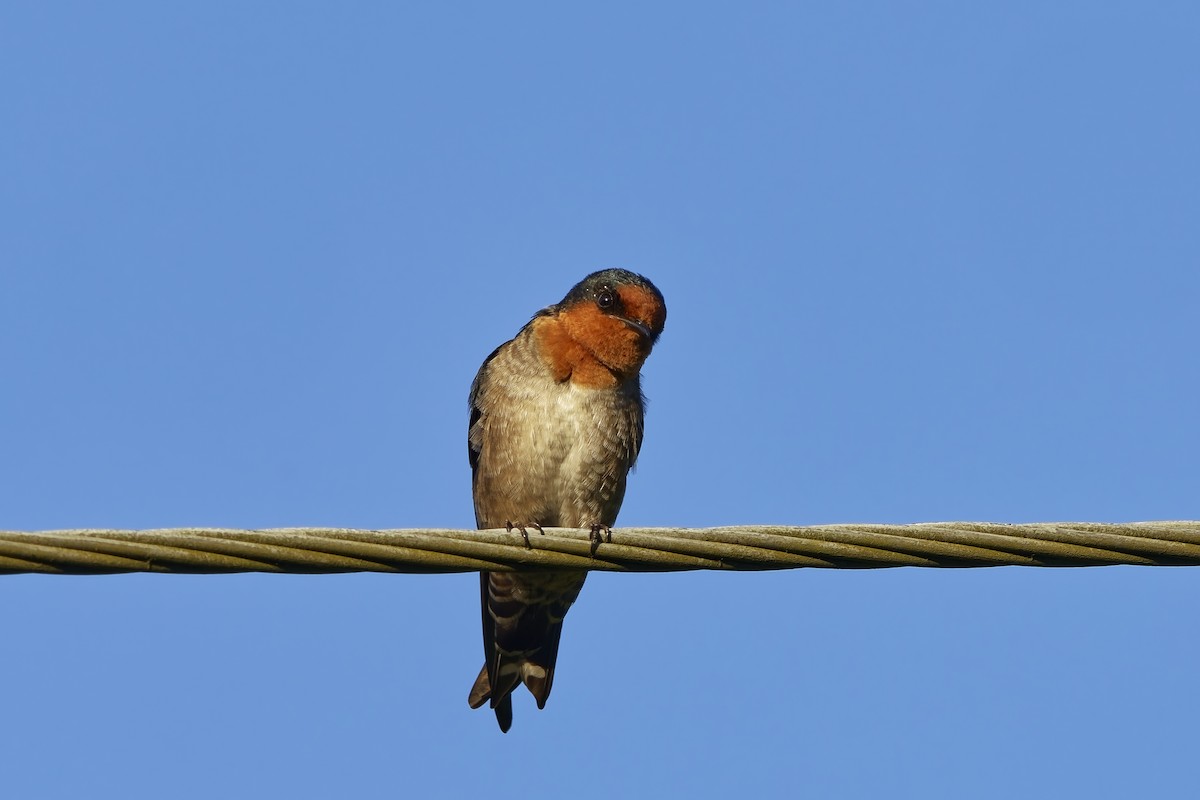 Hill Swallow - ML646511726