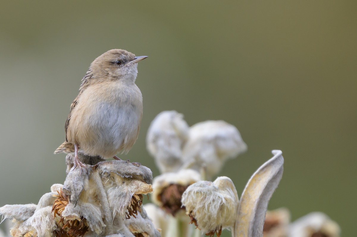 オオヌマミソサザイ - ML646511729