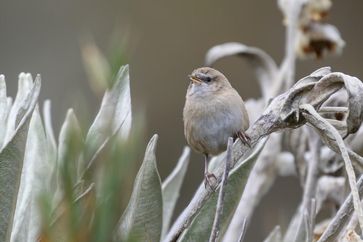 オオヌマミソサザイ - ML646511730