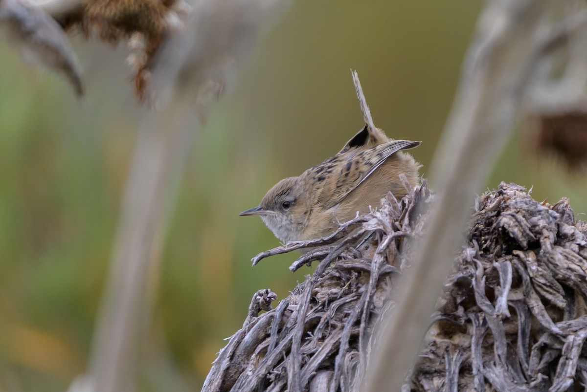オオヌマミソサザイ - ML646511731
