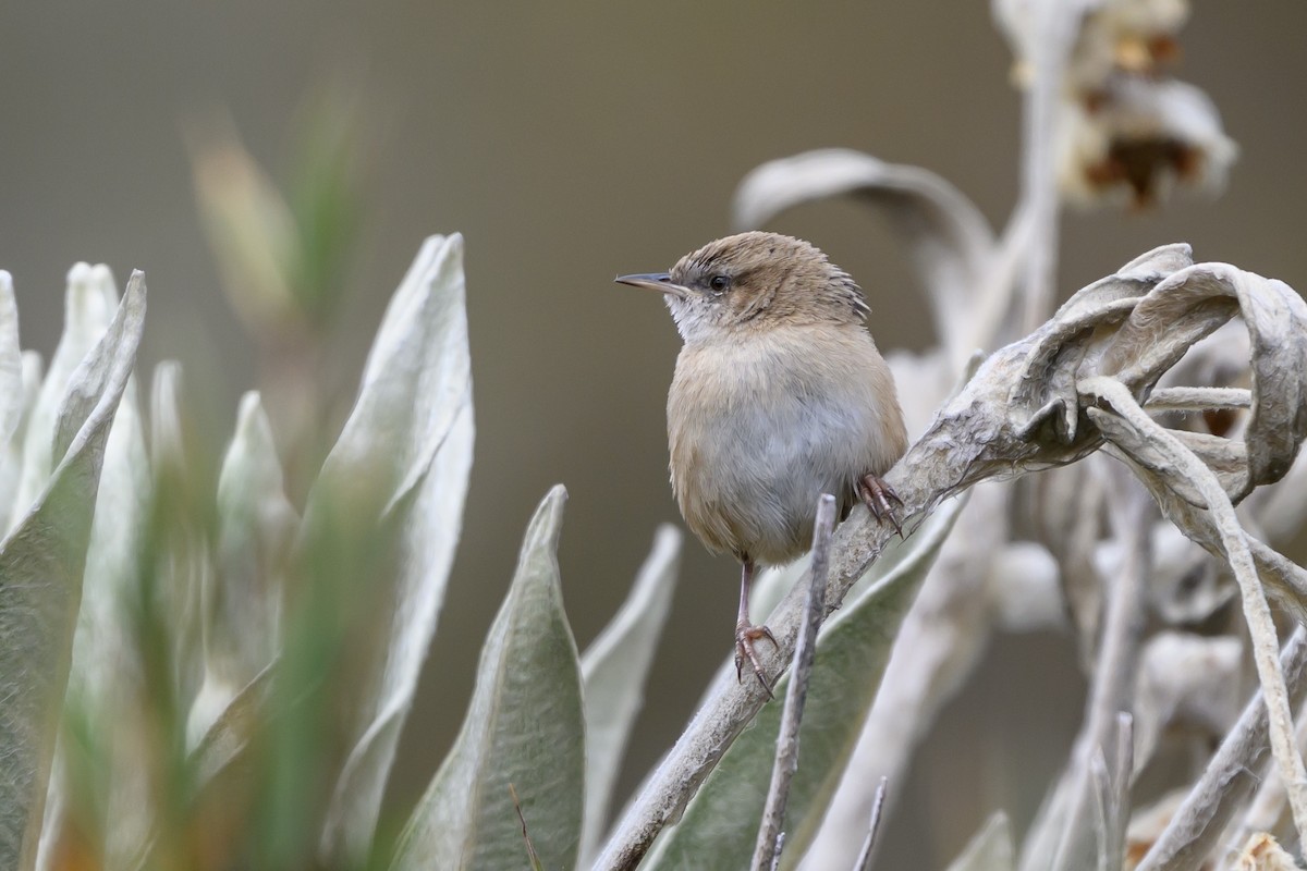 オオヌマミソサザイ - ML646511732