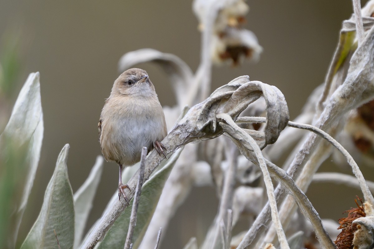 オオヌマミソサザイ - ML646511733