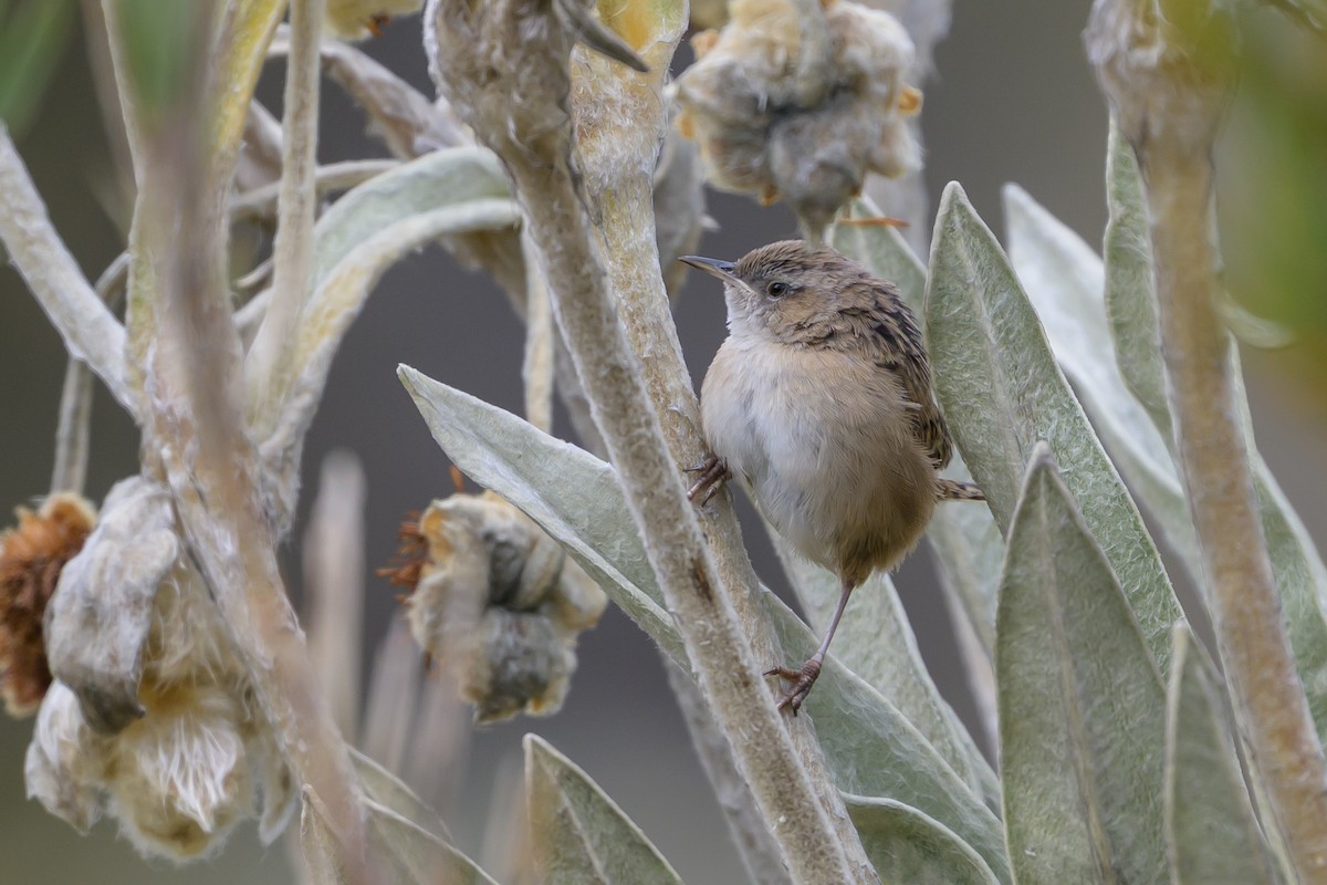 オオヌマミソサザイ - ML646511734