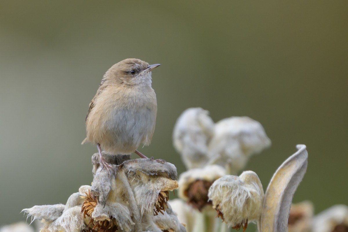 オオヌマミソサザイ - ML646511735