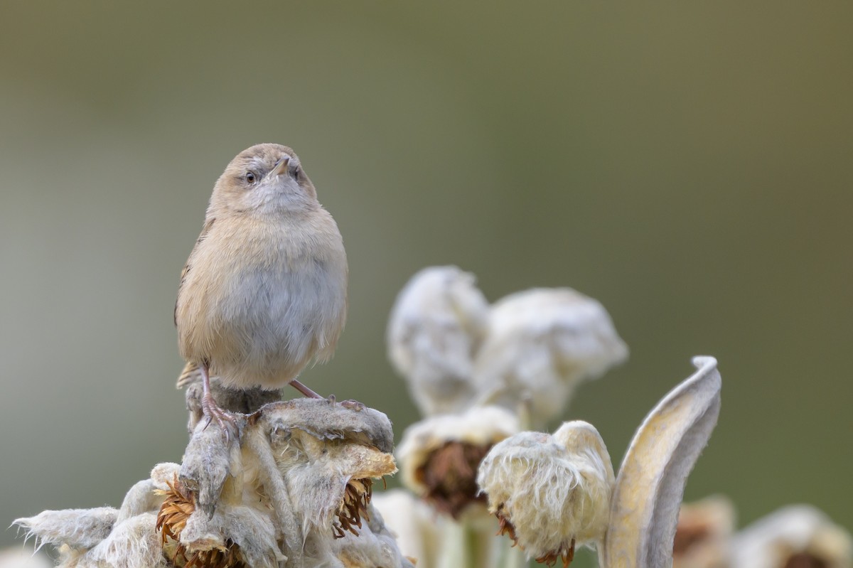 オオヌマミソサザイ - ML646511736