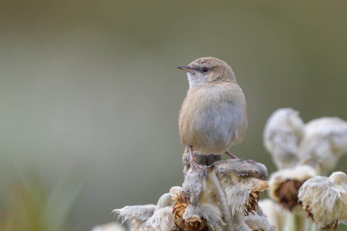 オオヌマミソサザイ - ML646511737