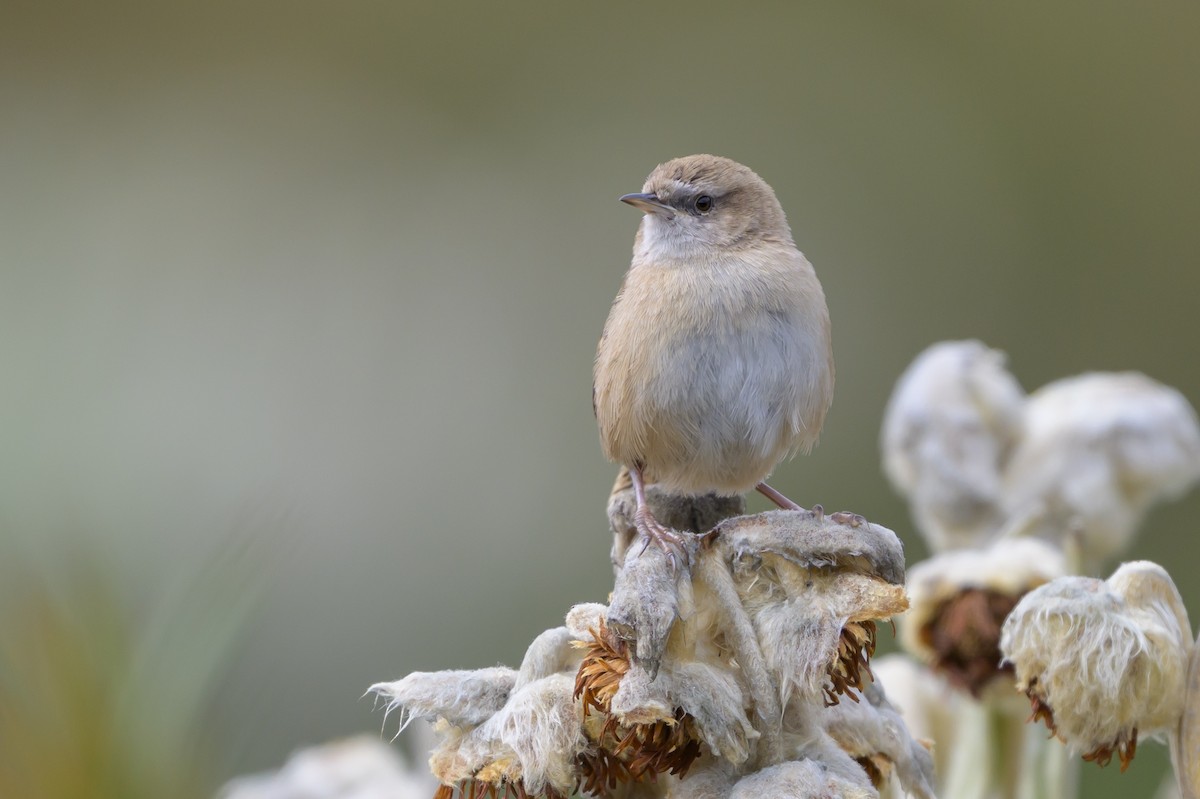 オオヌマミソサザイ - ML646511738
