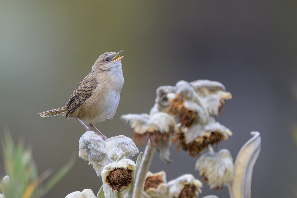 オオヌマミソサザイ - ML646511739