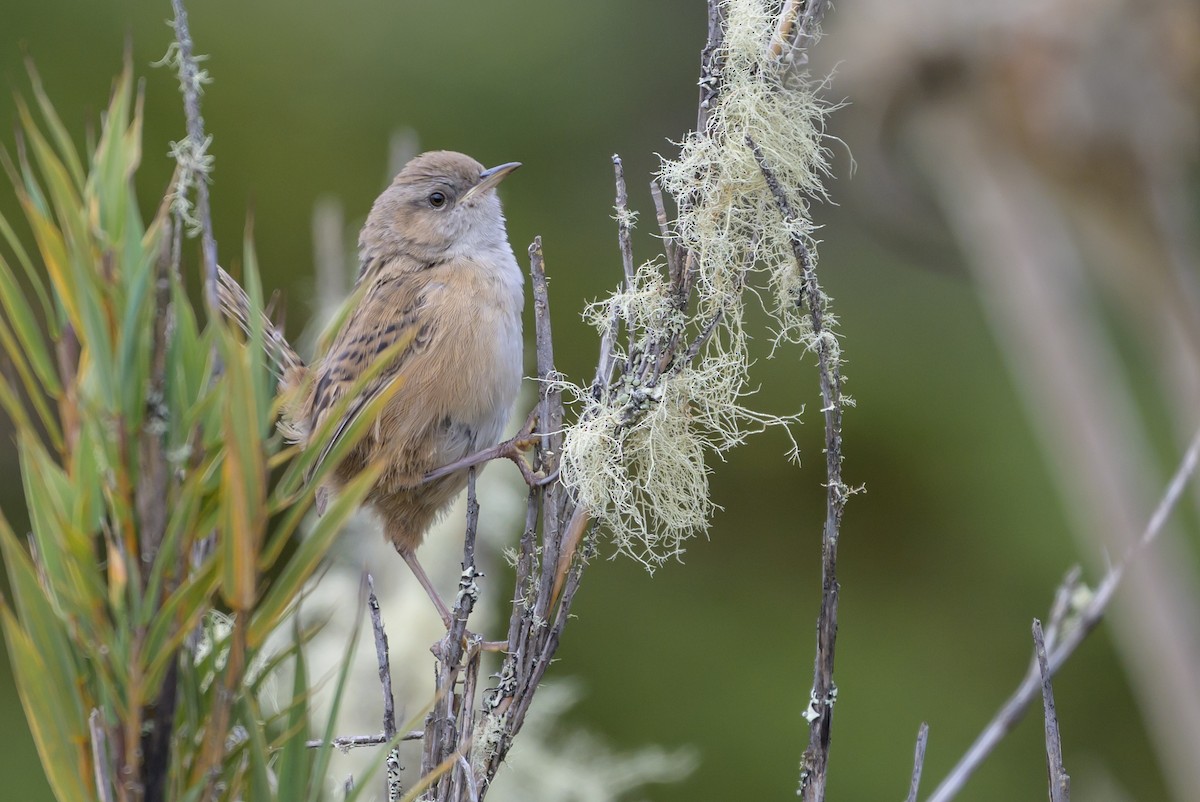 オオヌマミソサザイ - ML646511740