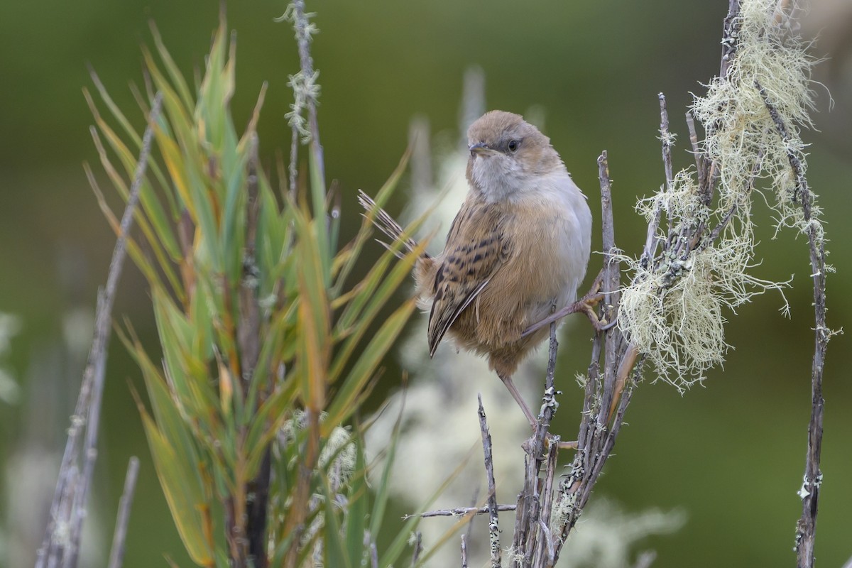 オオヌマミソサザイ - ML646511741