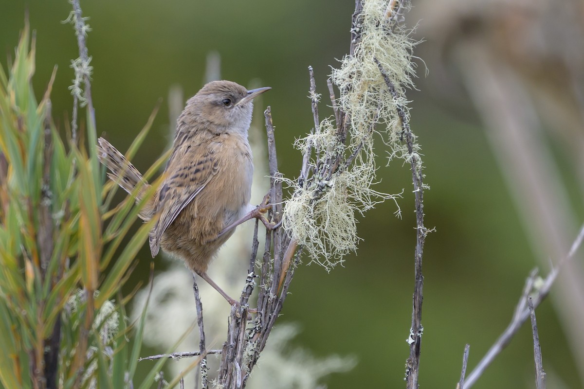 オオヌマミソサザイ - ML646511742