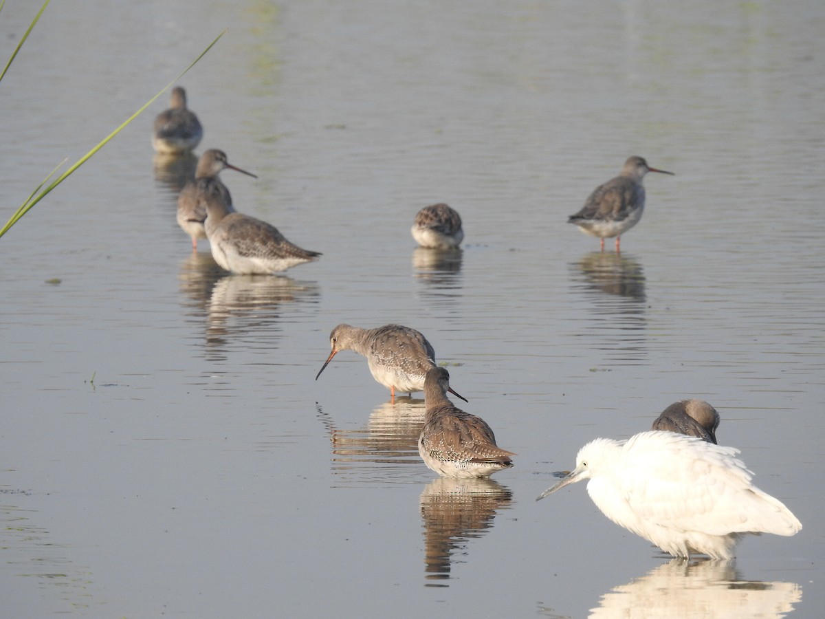 Spotted Redshank - ML646511743
