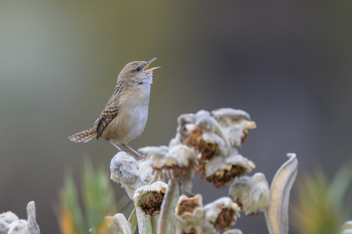 オオヌマミソサザイ - ML646511744