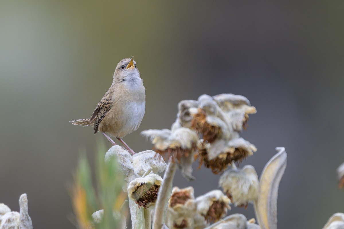 オオヌマミソサザイ - ML646511745