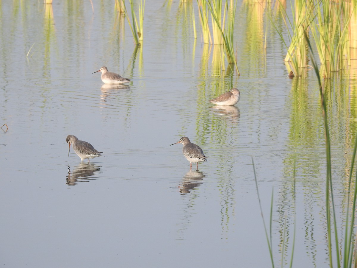Spotted Redshank - ML646511746