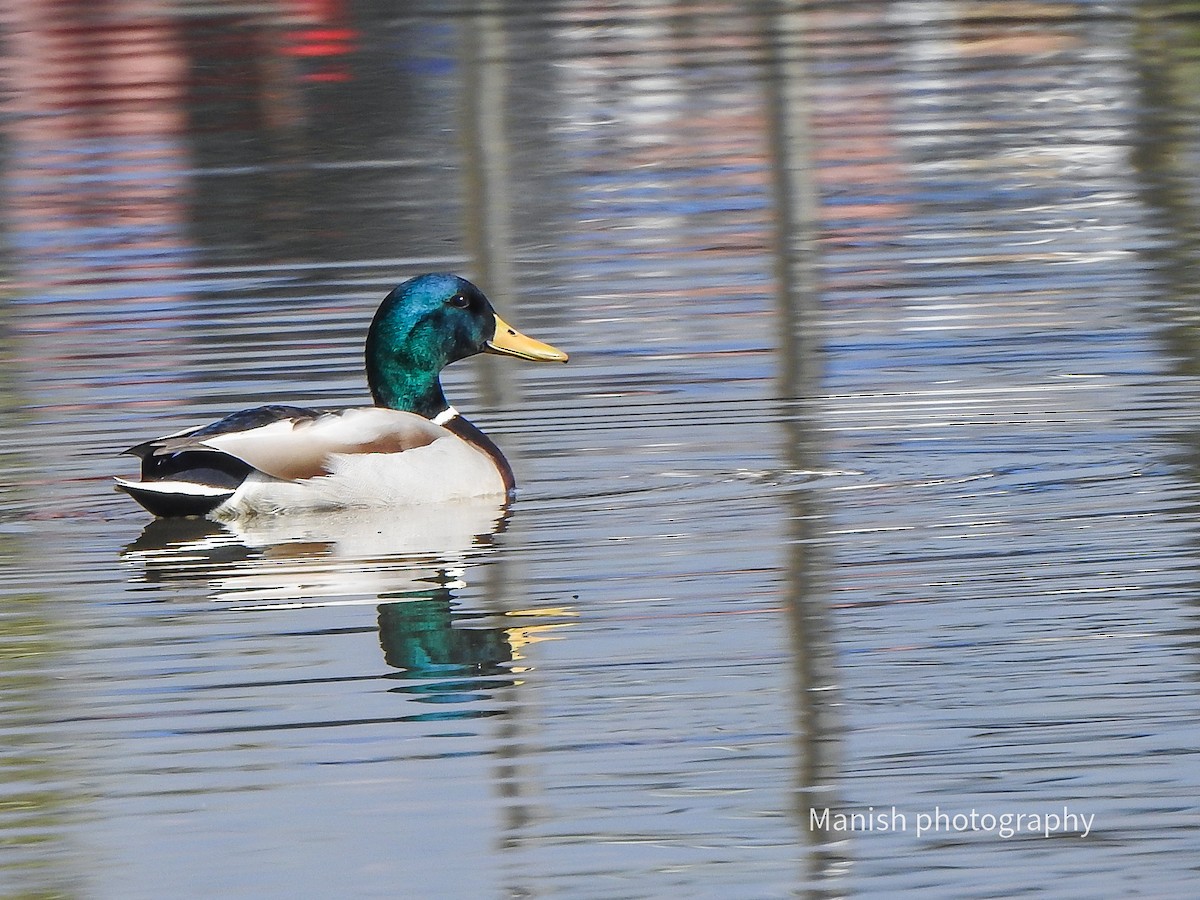 Yeşilbaş - ML646511748