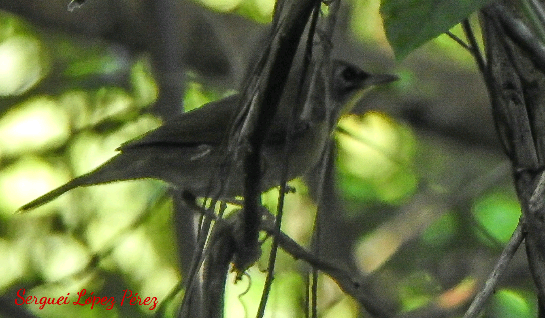 Reinita de Swainson - ML646511749