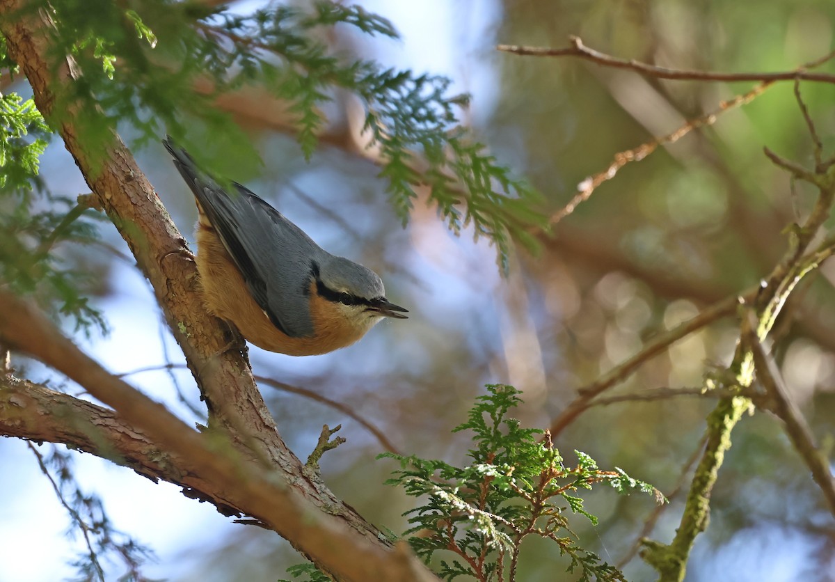 茶腹鳾 - ML646511757