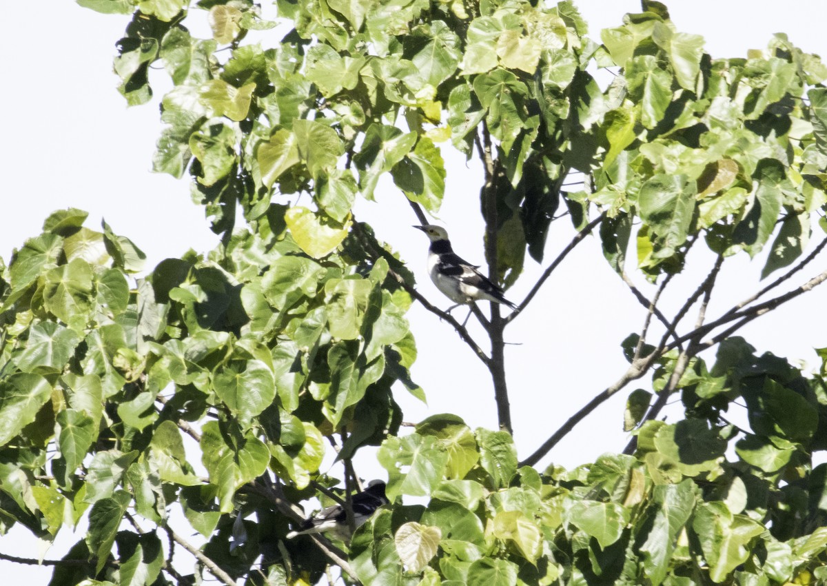 Black-collared Starling - ML646511758