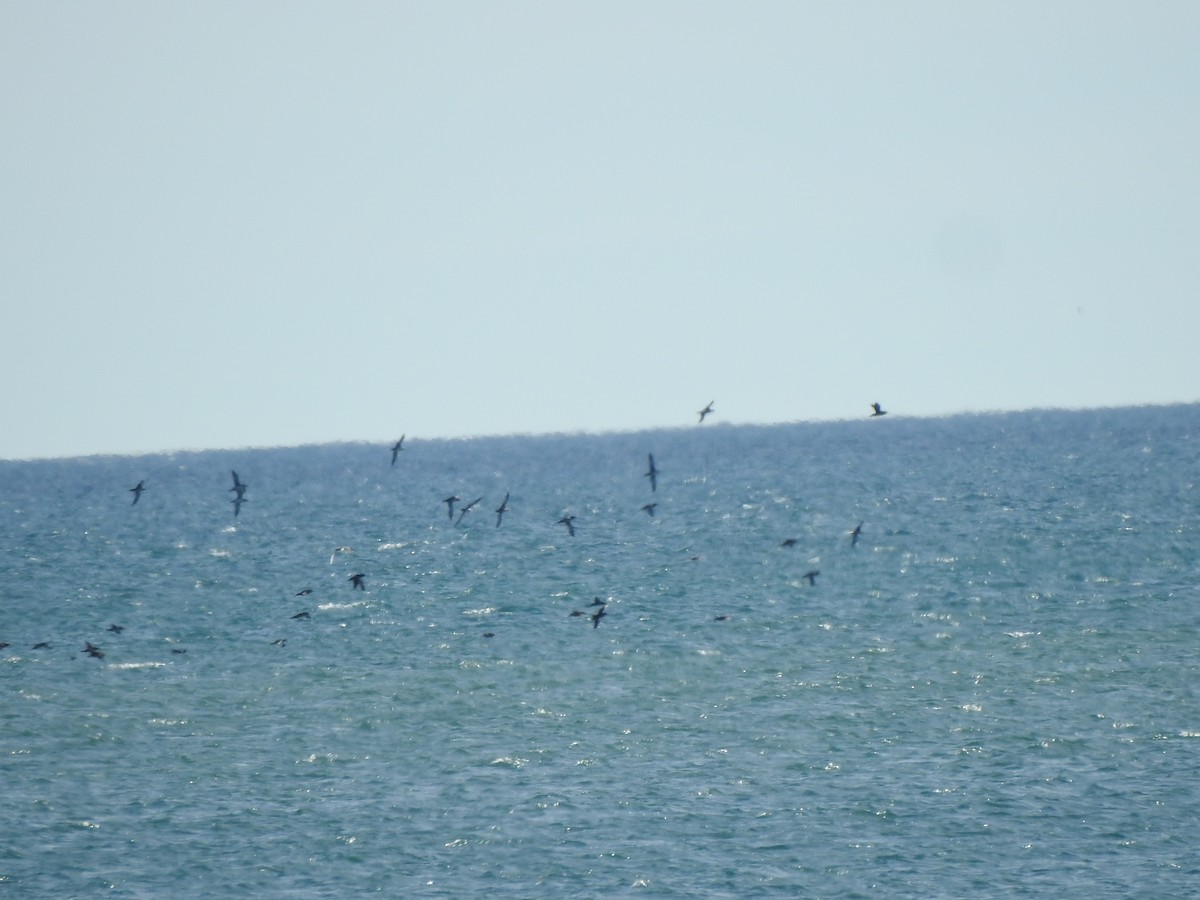 Puffin des Baléares - ML646511759