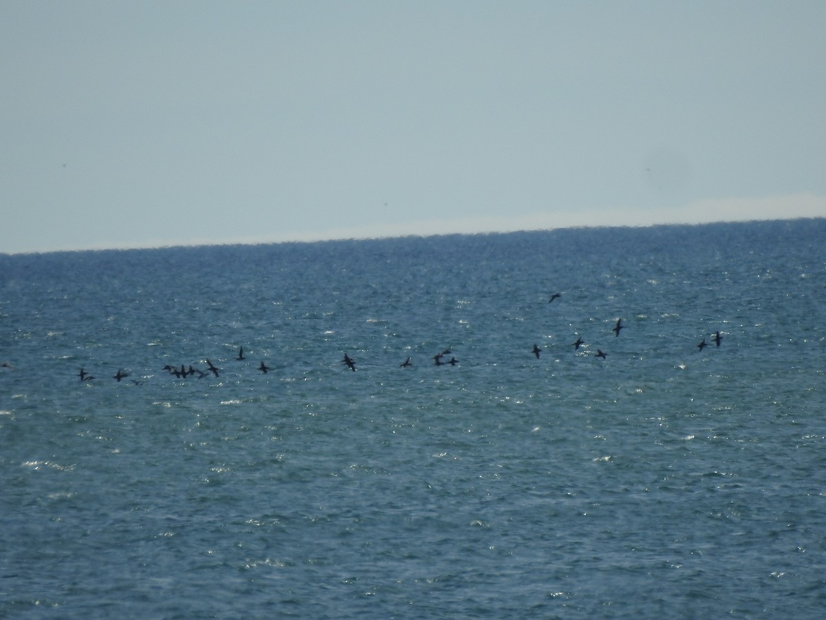 Puffin des Baléares - ML646511764