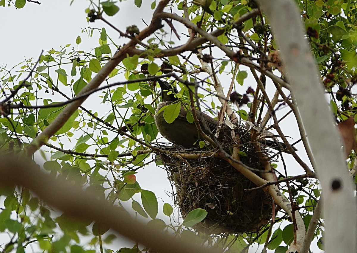 Helmeted Friarbird (Hornbill) - ML646511770