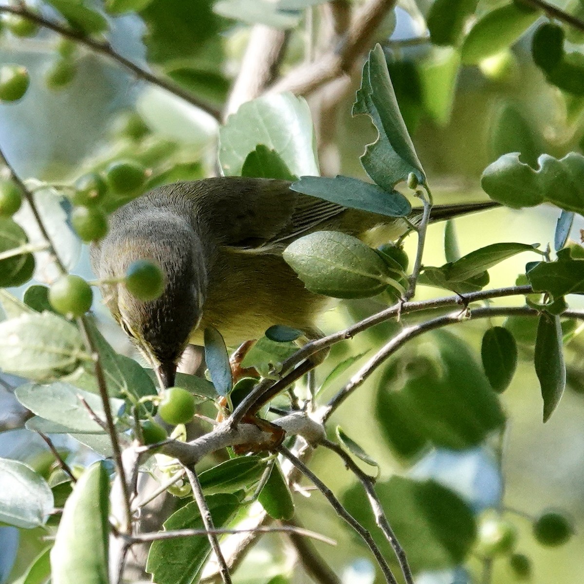 Orange-crowned Warbler - ML646511773